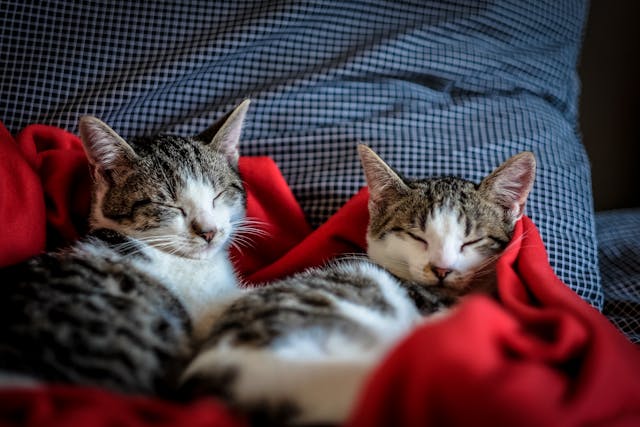 two cats sleeping